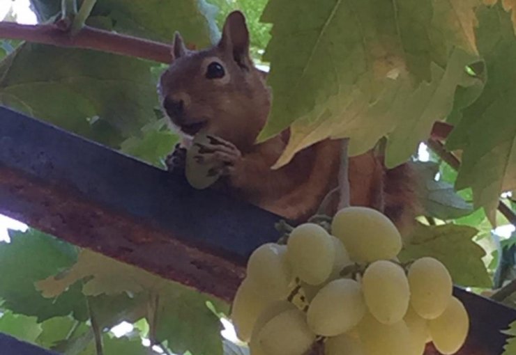 Üzüm hırsızı sincap suçüstü yakalandı