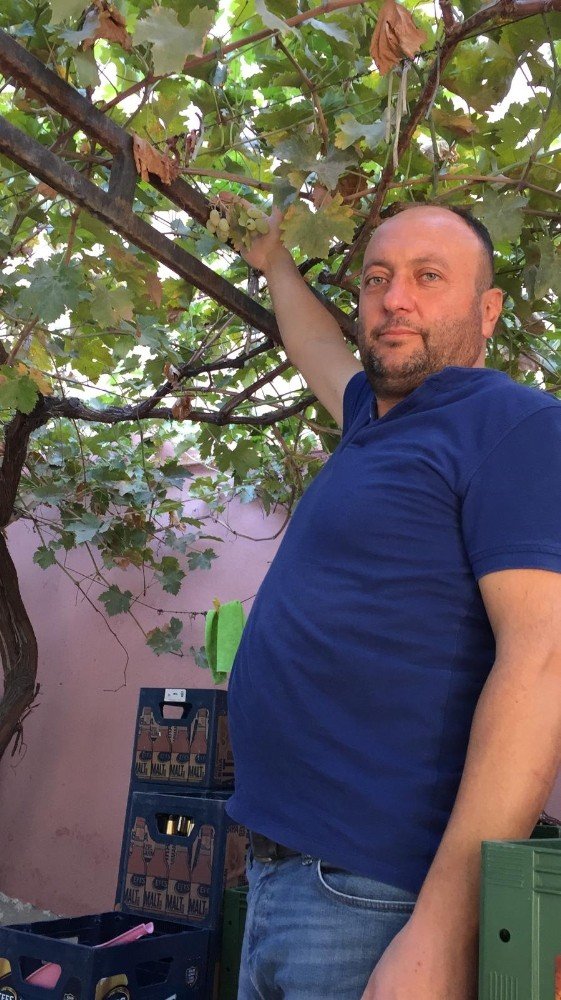 Üzüm hırsızı sincap suçüstü yakalandı