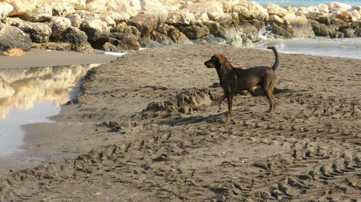 Kepçeli yavru köpek kurtarma operasyonu