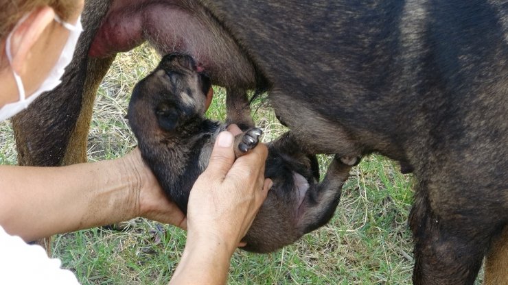 Kepçeli yavru köpek kurtarma operasyonu