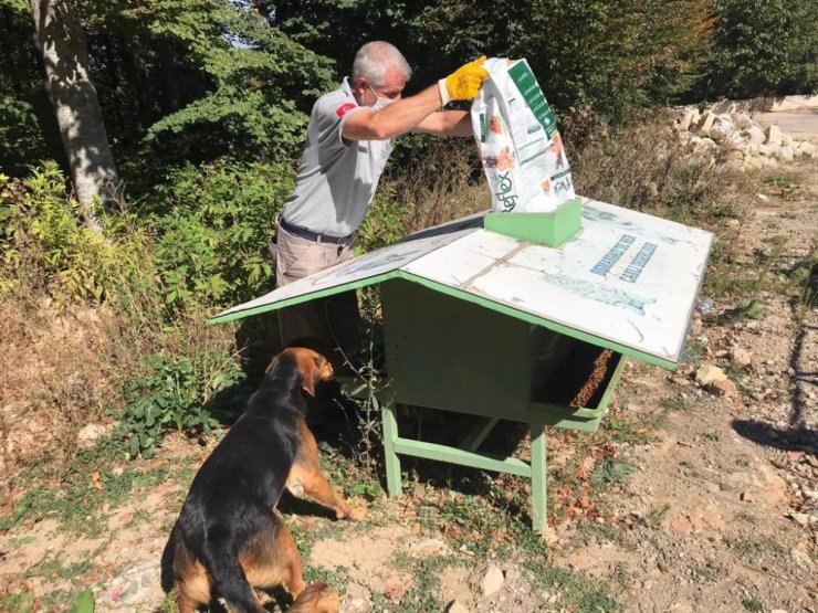 Osmangazi’de sokak hayvanları sahipsiz değil