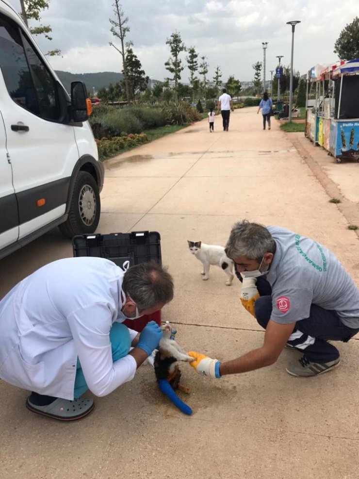 Osmangazi’de sokak hayvanları sahipsiz değil