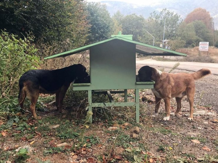 Osmangazi’de sokak hayvanları sahipsiz değil