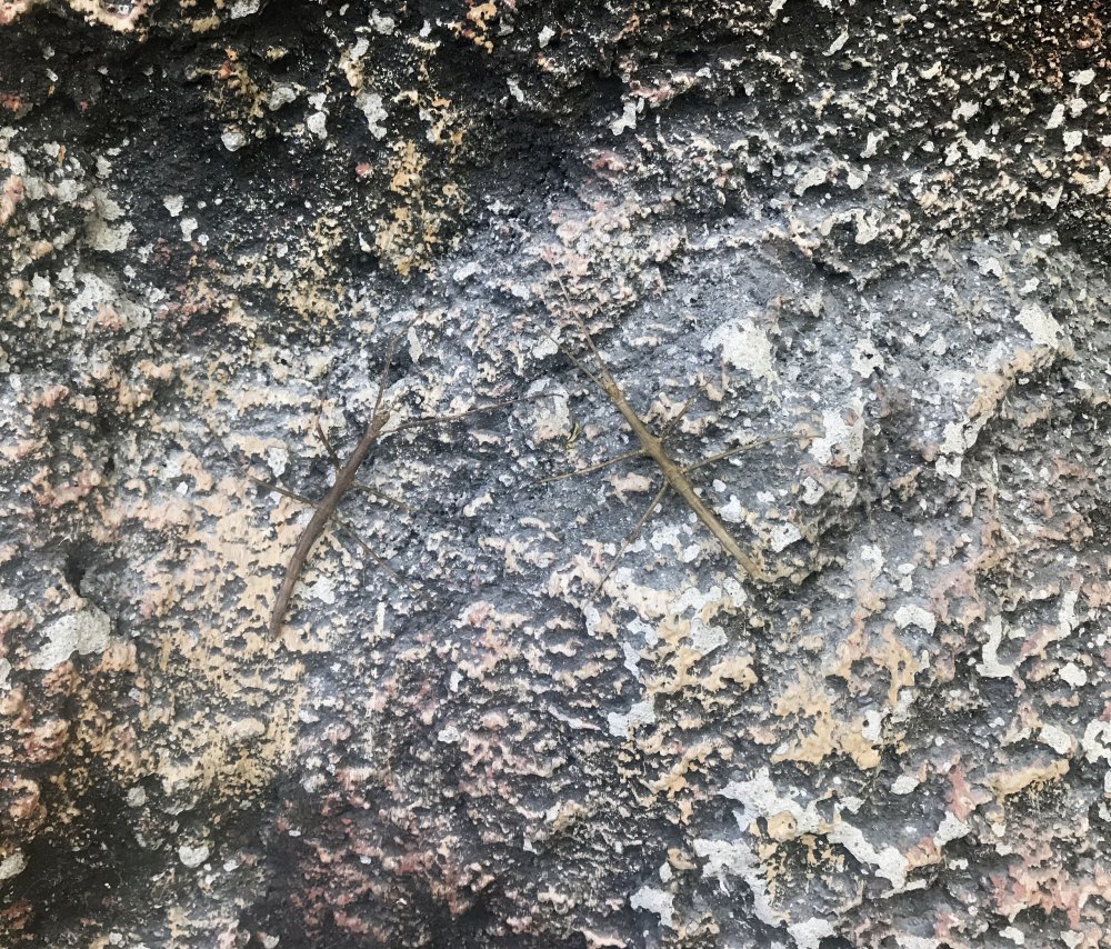 Tropikal Kelebek Bahçesi'nin yeni ilgi odağı 'dal' kamuflaj için geliştirdiği hareket şekliyle şaşırtıyor