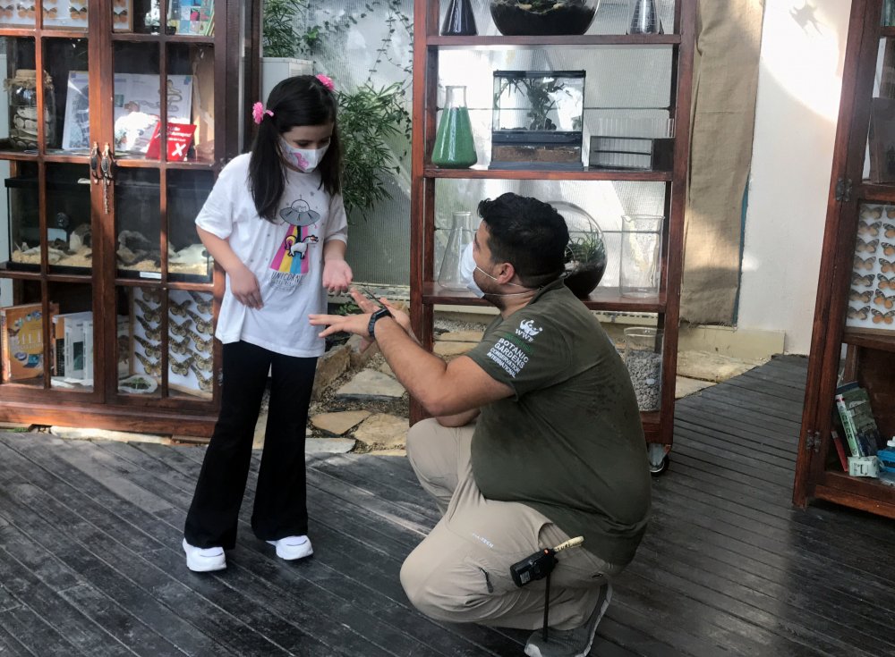 Tropikal Kelebek Bahçesi'nin yeni ilgi odağı 'dal' kamuflaj için geliştirdiği hareket şekliyle şaşırtıyor