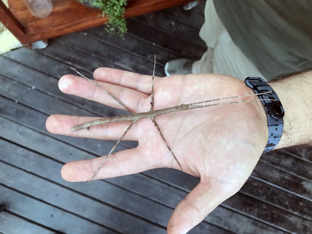 Tropikal Kelebek Bahçesi'nin yeni ilgi odağı 'dal' kamuflaj için geliştirdiği hareket şekliyle şaşırtıyor