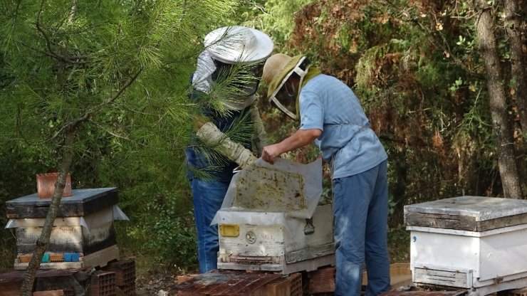 Üniversitede üretilen propolisin litresi 2 bin 500 lira ama talebe yetişemiyor