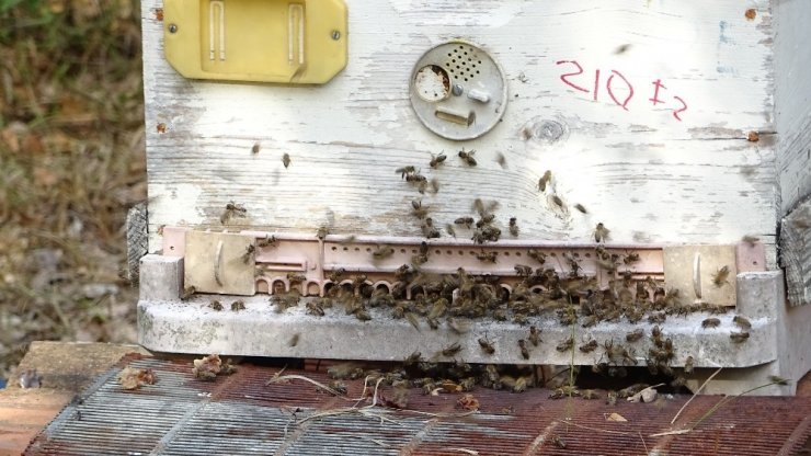 Üniversitede üretilen propolisin litresi 2 bin 500 lira ama talebe yetişemiyor