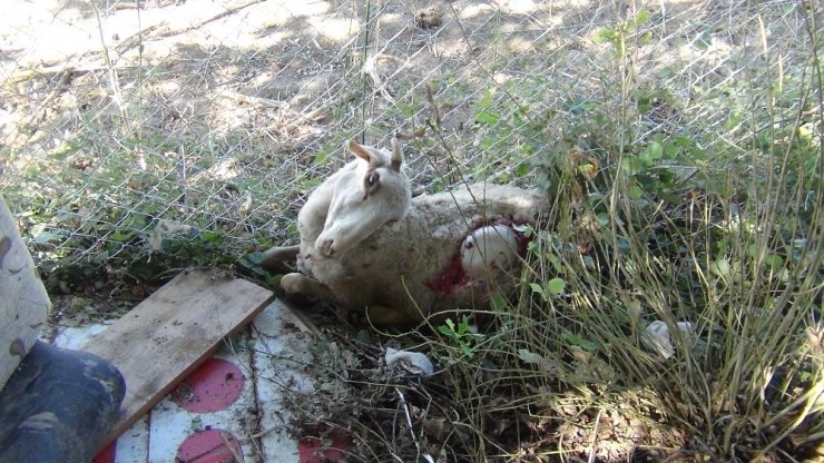 Başı boş köpekler dehşet saçtı