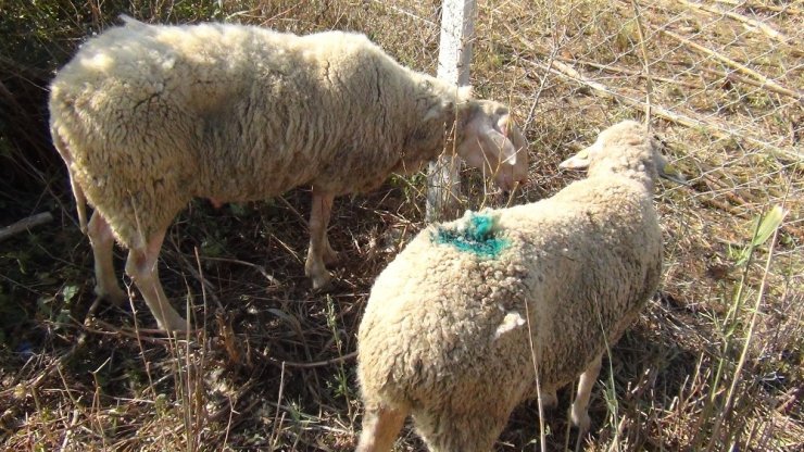 Başı boş köpekler dehşet saçtı