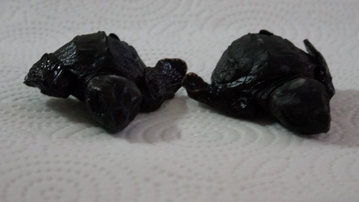 Çanakkale’de ilk kez caretta caretta yuvası tespit edildi