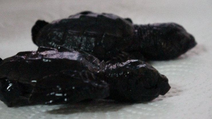 Çanakkale’de ilk kez caretta caretta yuvası tespit edildi