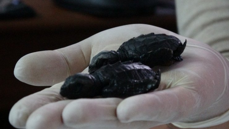 Çanakkale’de ilk kez caretta caretta yuvası tespit edildi