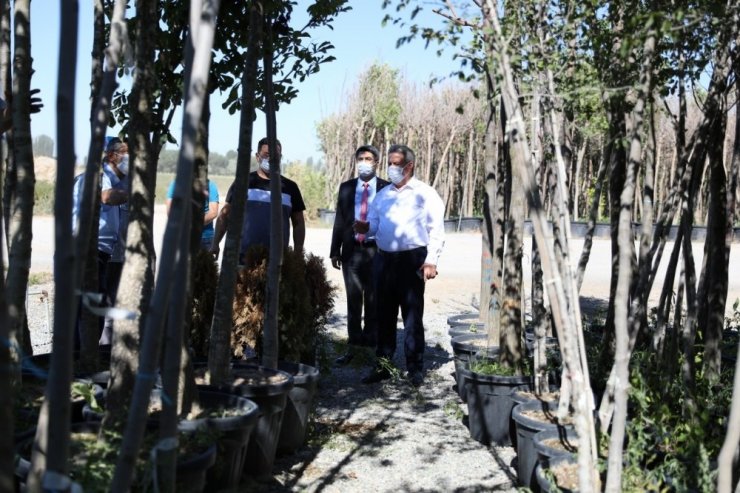 Daha yeşil bir Melikgazi için ağaçlar yolda