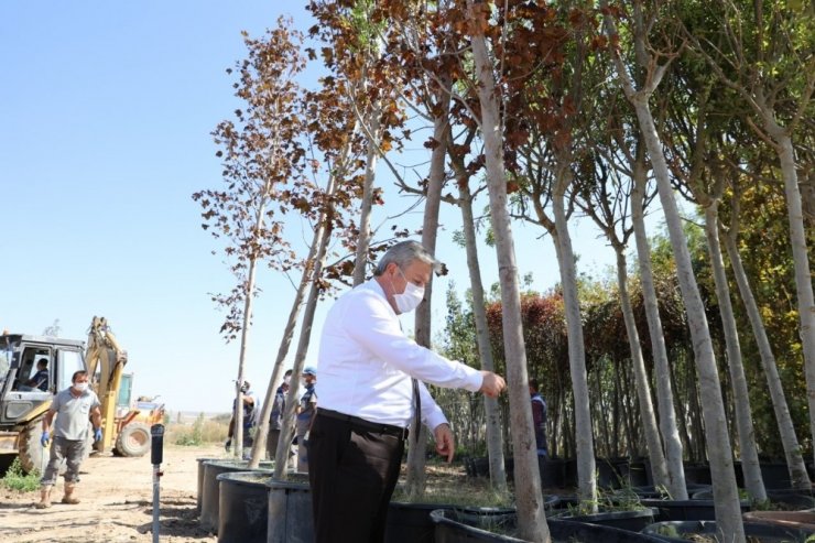 Daha yeşil bir Melikgazi için ağaçlar yolda