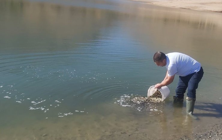 Elazığ’da üretilen 5 milyon balık 21 baraja bırakılıyor