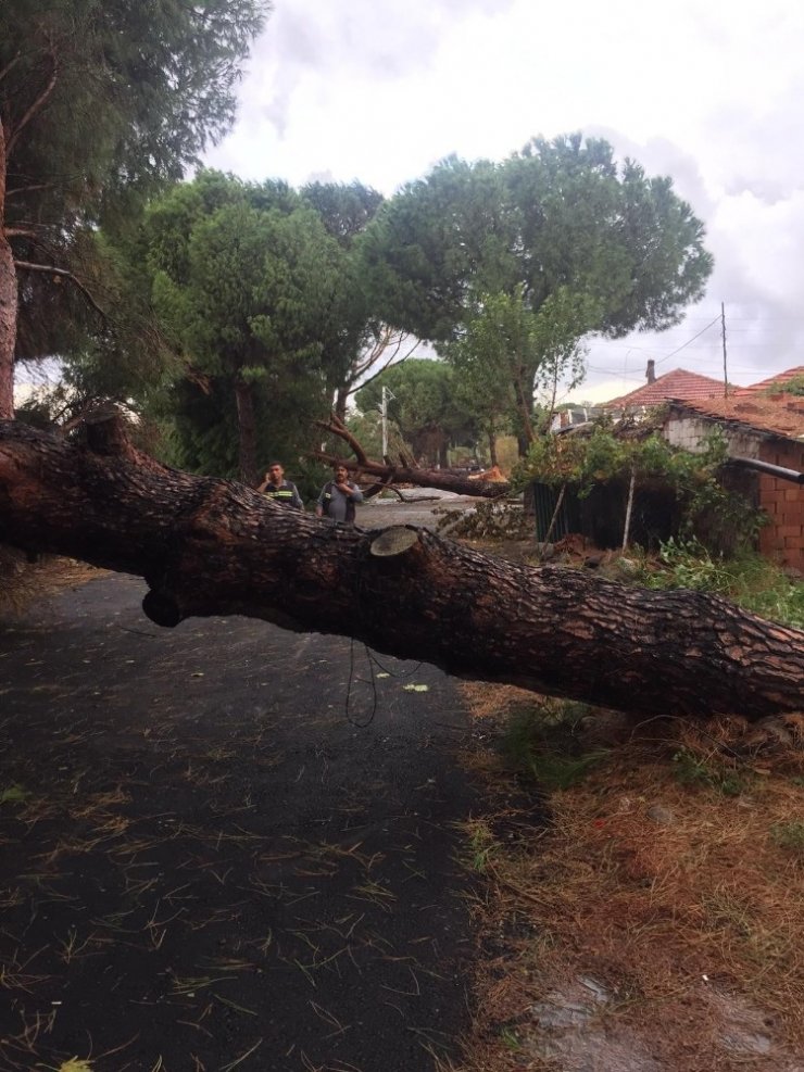 Ağaçlar ve elektrik direği yola devrildi