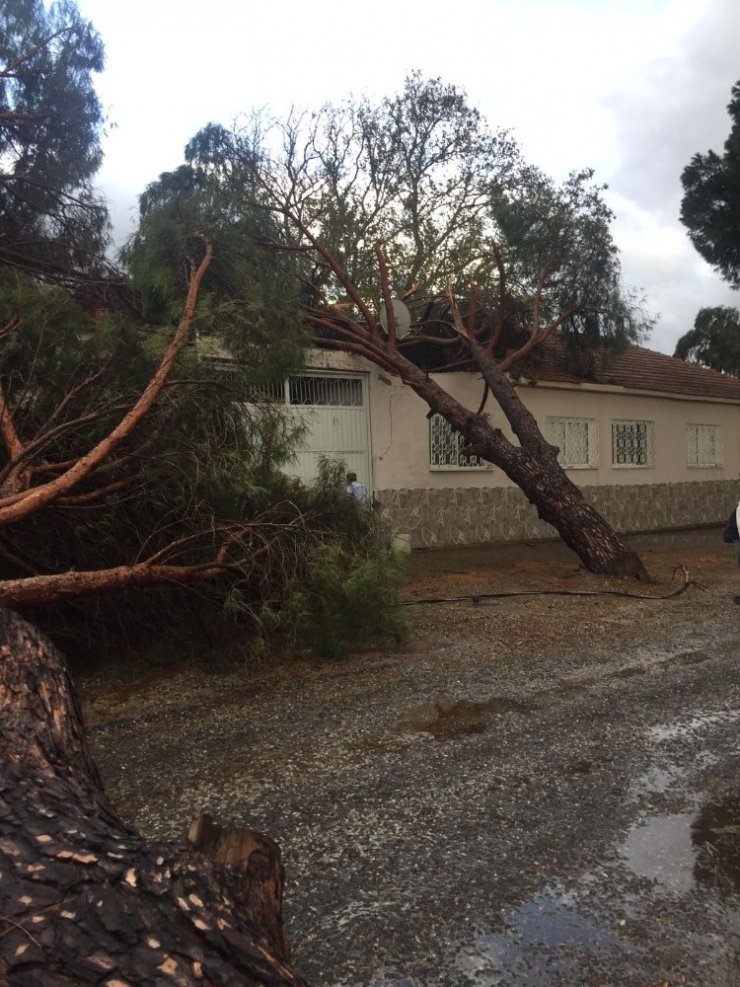 Ağaçlar ve elektrik direği yola devrildi
