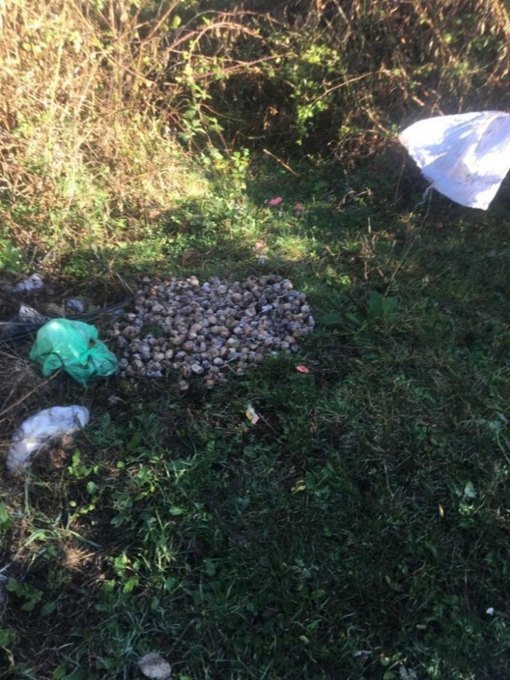 Karabük’te izinsiz salyangoz toplayan 5 kişiye para cezası