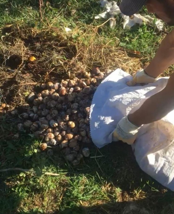 Karabük’te izinsiz salyangoz toplayan 5 kişiye para cezası