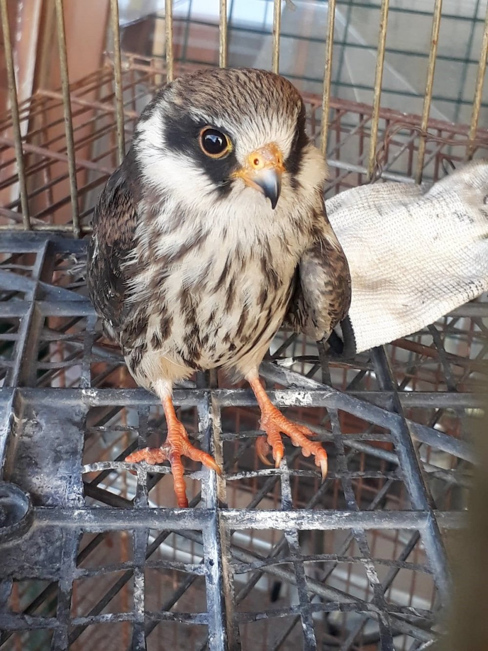 Konya'da yaralı halde bulunan gökçe delice kuşu tedavi edilecek