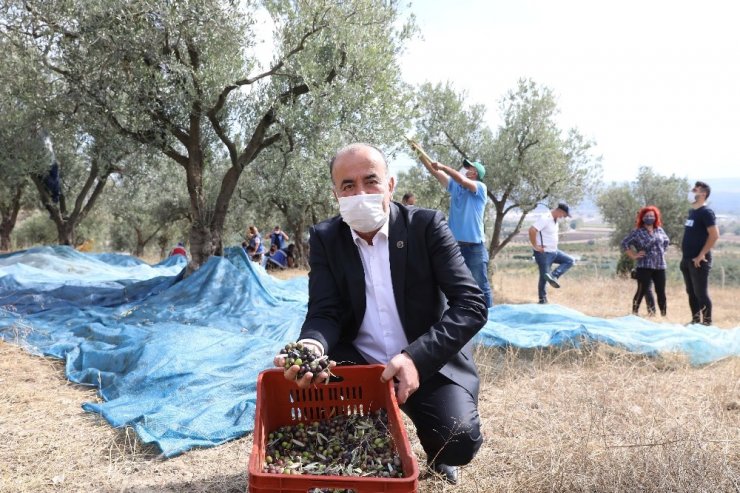 Topraktan halka zeytin yağında hasat başladı