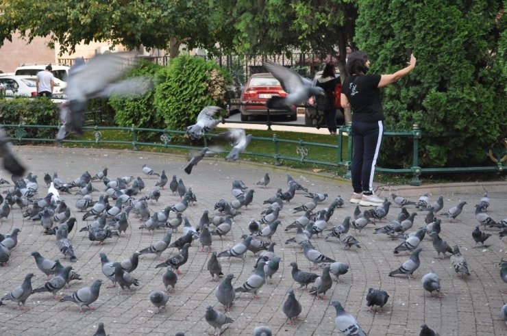 Kuşlar yemlerinden, satıcılar ekmeğinden oldu