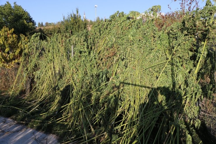 İtalyan Müdür Karabük’te endüstriyel kenevir yetiştiriciliği yapıyor