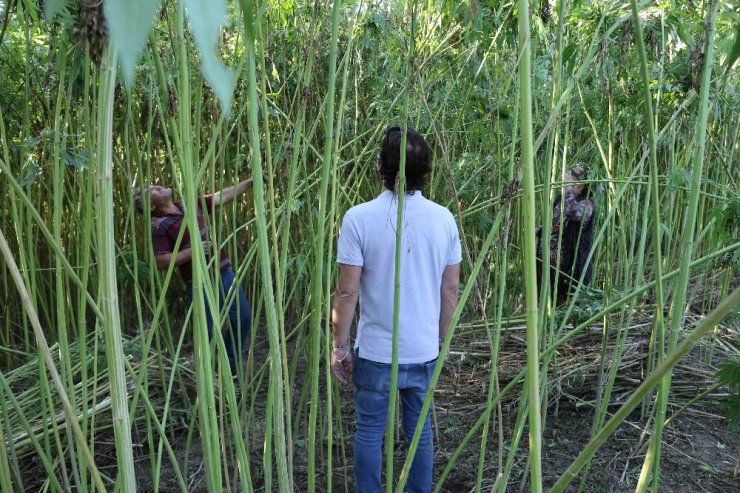 İtalyan Müdür Karabük’te endüstriyel kenevir yetiştiriciliği yapıyor