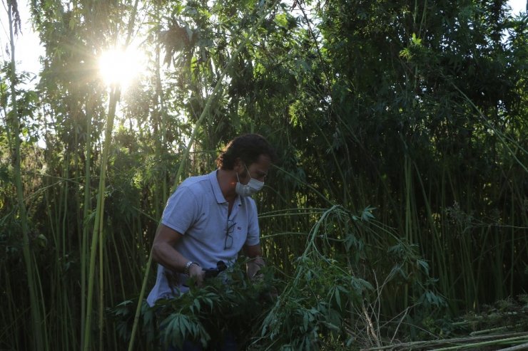 İtalyan Müdür Karabük’te endüstriyel kenevir yetiştiriciliği yapıyor
