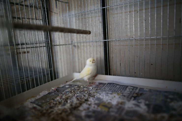 Kanaryalarına hastalık geldi, 80 kuşu telef oldu