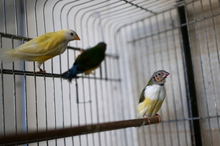 Kanaryalarına hastalık geldi, 80 kuşu telef oldu