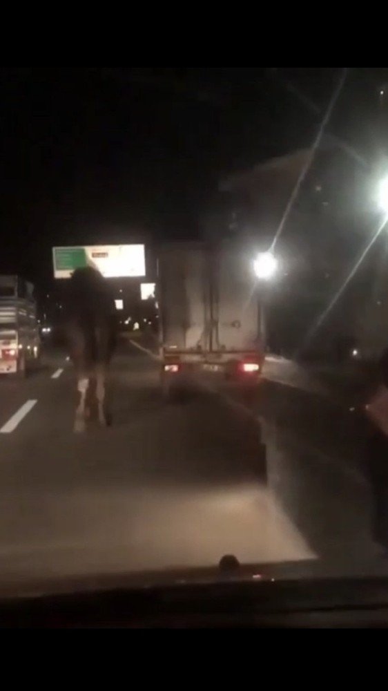 Deveyi kamyonete bağlayıp trafikte sürüklediler