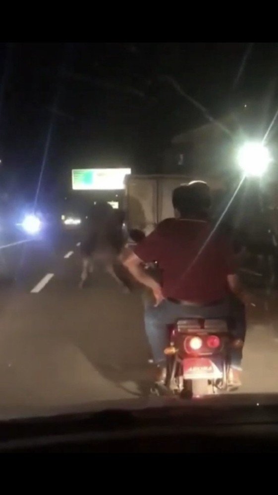 Deveyi kamyonete bağlayıp trafikte sürüklediler