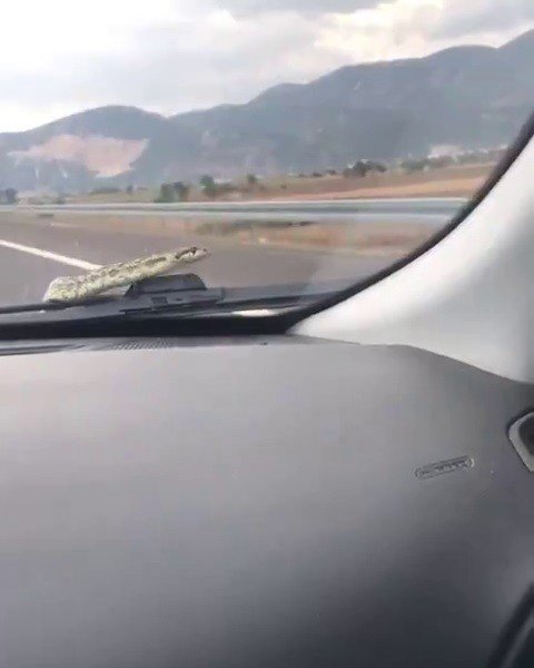 Bursa’da araca giren yılan İzmir’de çıkarıldı