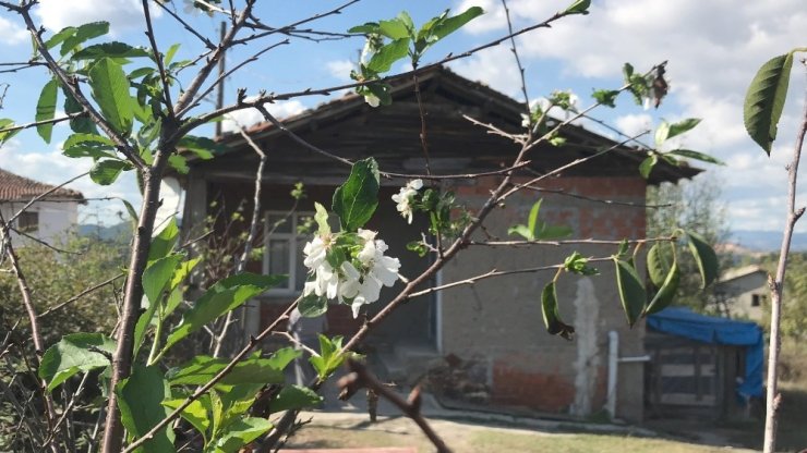 Vişne ağacı Ekim ayında çiçek açtı