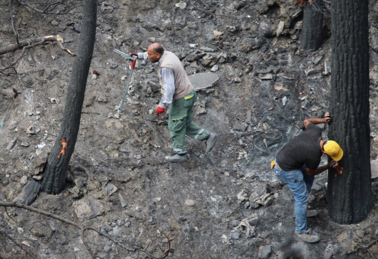 Hatay’da yanan ağaçlarda damgalama çalışması başladı