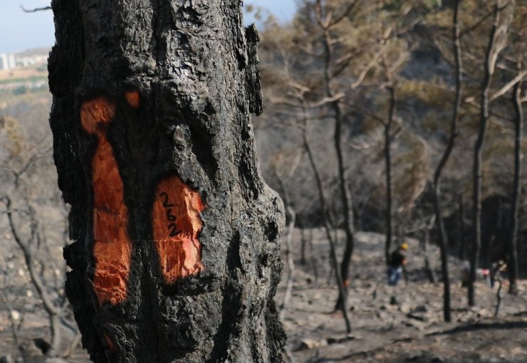 Hatay’da yanan ağaçlarda damgalama çalışması başladı