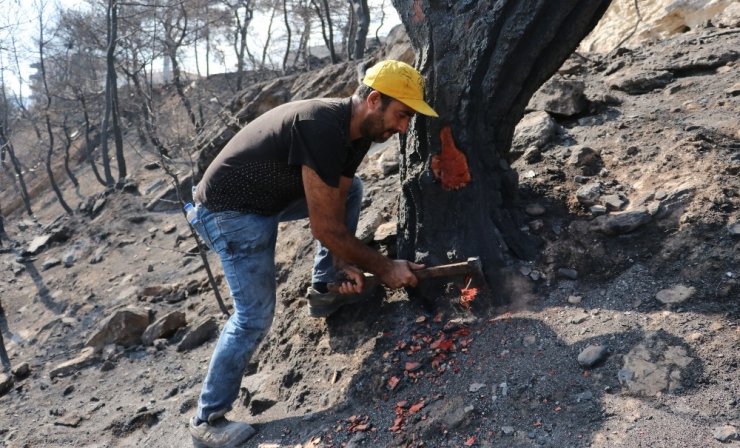 Hatay’da yanan ağaçlarda damgalama çalışması başladı