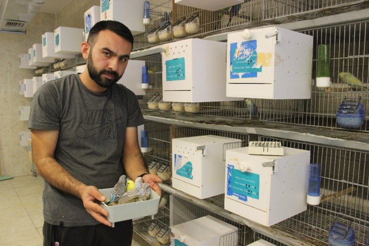 Türkiye’ye muhabbet kuşu üretiyor