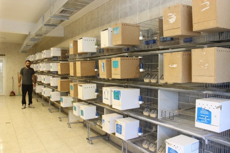 Türkiye’ye muhabbet kuşu üretiyor