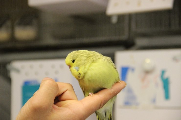 Türkiye’ye muhabbet kuşu üretiyor