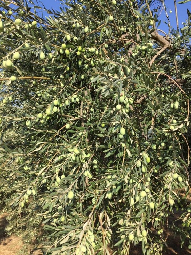 Anıt ağacın zeytini Cumhurbaşkanı Erdoğan’a hediye edilecek