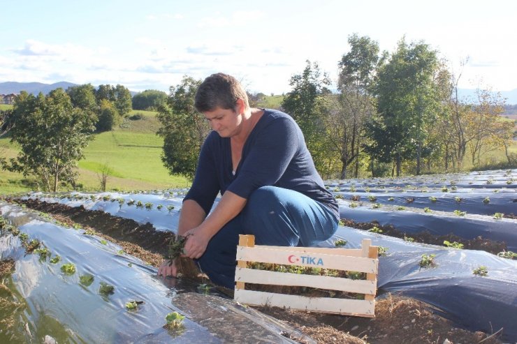 TİKA’dan Bosna Hersek’te çilek yetiştiriciliğine destek