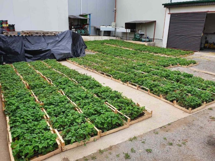 TİKA’dan Bosna Hersek’te çilek yetiştiriciliğine destek