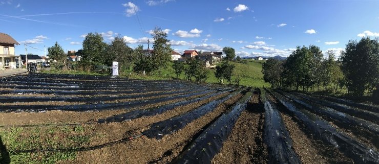 TİKA’dan Bosna Hersek’te çilek yetiştiriciliğine destek