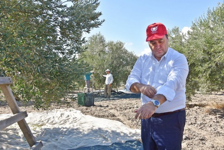 Başkan Dutlulu, belediyeye ait arazilerde zeytin hasadı yaptı