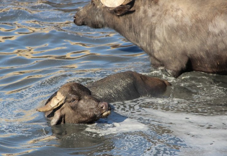 Burası Afrika bozkırları değil ’Afyonkarahisar’