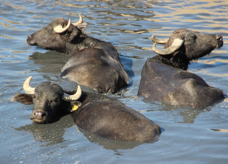 Burası Afrika bozkırları değil ’Afyonkarahisar’