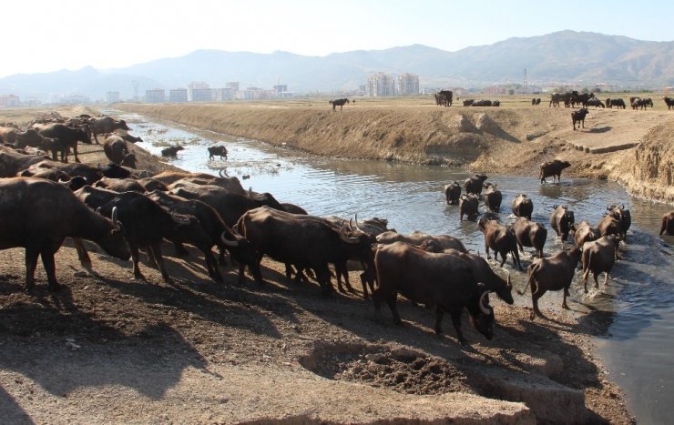 Burası Afrika bozkırları değil ’Afyonkarahisar’